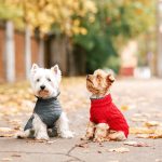 Tipy pre majiteľov psíkov. Ako sa pripraviť so psíkom na jeseň