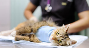 Prečo by ste mali sterilizovať vašu mačku?