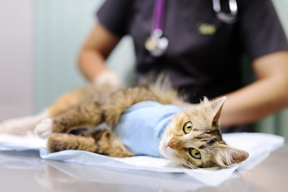 Prečo by ste mali sterilizovať vašu mačku?