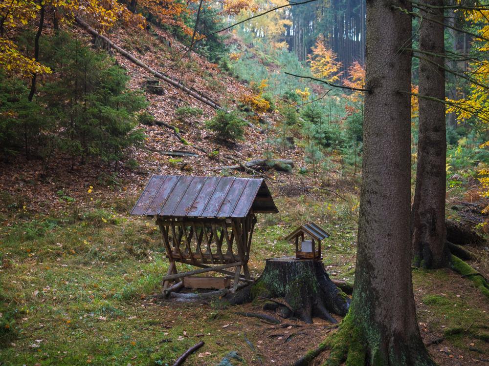 Ako kŕmiť zvieratá v lese