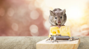 Pozor na myši v domácnosti! Sú to nebezpečné škodce