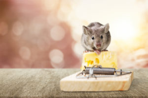 Pozor na myši v domácnosti! Sú to nebezpečné škodce
