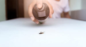 Mravce sa dokážu vyšplhať do výšky a preliezť malými škáročkami takmer kdekoľvek. Nepríjemný je samotný pohľad na mravce, ale oveľa nepríjemnejšie je, keď vám oblezú potraviny.