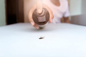 Mravce sa dokážu vyšplhať do výšky a preliezť malými škáročkami takmer kdekoľvek. Nepríjemný je samotný pohľad na mravce, ale oveľa nepríjemnejšie je, keď vám oblezú potraviny.
