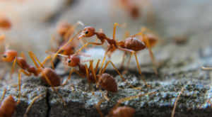 Ako sa k nám domov dostali mravce?