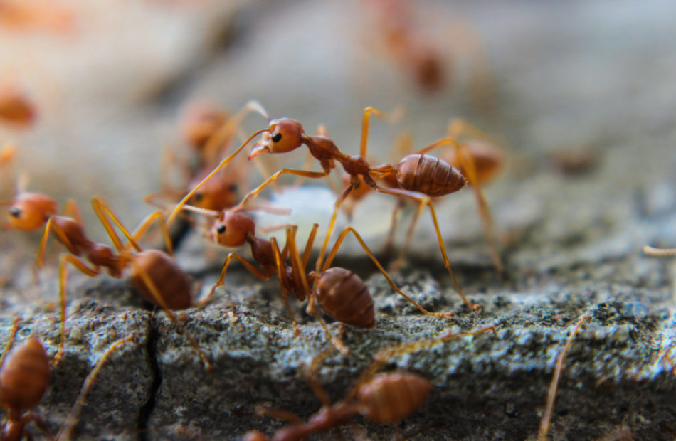 Ako sa k nám domov dostali mravce?
