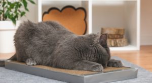 Škrabadlá pre mačky – nevyhnutný doplnok pre spokojné domáce zviera