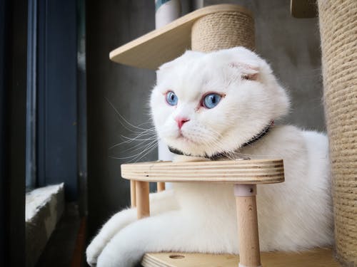 Škrabadlá pre mačky - nevyhnutný doplnok pre spokojné domáce zviera