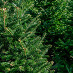 Nevyhadzujte peniaze za živý stromček a doprajte si na Vianoce viac