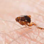 Ako rozpoznať prítomnosť bĺch a predchádzať štípancom